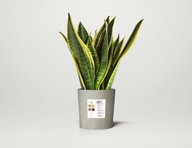 Smart Plants